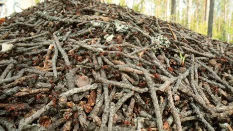 Wilder-Ameisenhaufen-Im-Wald,-Super-Makro-Nahaufnahme