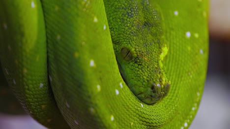 The-green-tree-python-(Morelia-viridis)-is-a-species-of-snake-in-the-family-Pythonidae.-The-species-is-native-to-New-Guinea,-some-islands-in-Indonesia,-and-the-Cape-York-Peninsula-in-Australia.