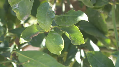 close-up of a green lemon on a tree