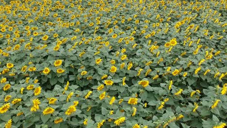 Aerial-views-of-a-sunflower-field-in-central-catalonia,-Spain