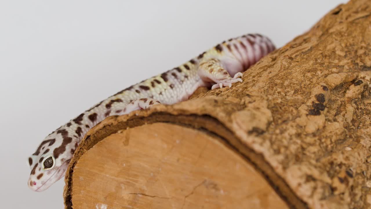 Un geco leopardo striscia lentamente lungo un tronco di legno ruvido su uno sfondo bianco semplice