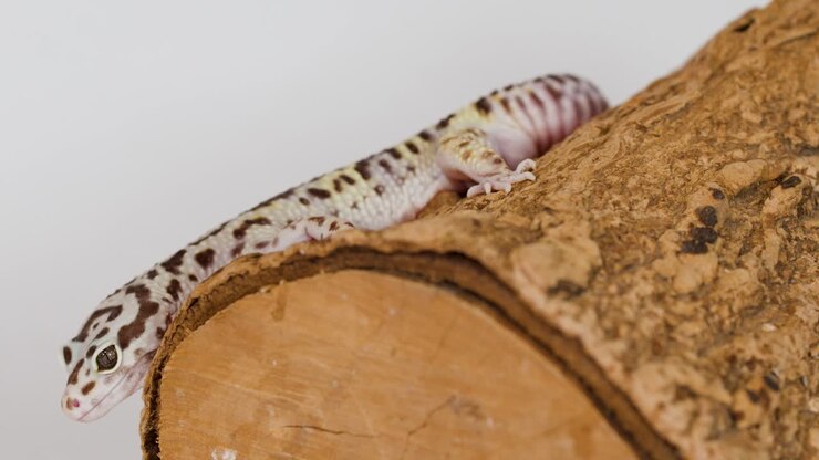 Een luipaardgekko kruipt langzaam over een houten boomstam met textuur tegen een effen witte achtergrond