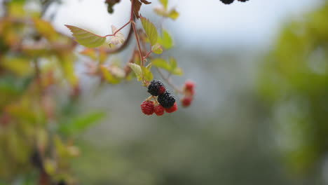 Blackberries-shot-on-a-sunny-day-outdoors