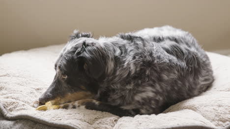 dog laying on bed with toy in mouth falling asleep