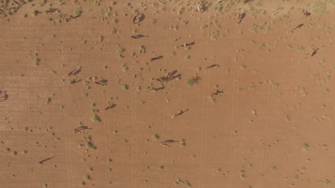 vista satelital de arriba hacia abajo de algunos camellos domesticados pastando en arbustos en un campo abierto desierto en rajasthan india