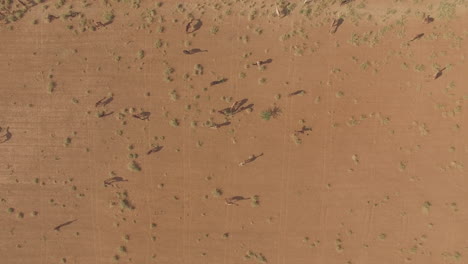 Top-down-satellite-view-of-some-domesticated-camels-grazing-on-shrubs-in-a-deserted-open-field-in-Rajasthan-India