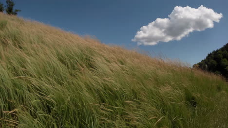 windswept grassy hillside