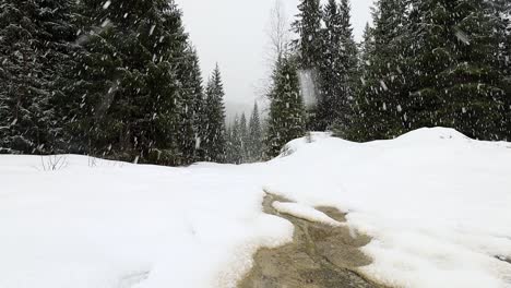 Magia-Del-Bosque-En-Invierno