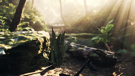 la luz del sol fluye a través de la densa jungla.