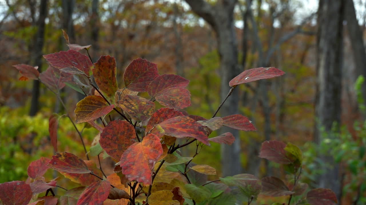 Blue Muffin Viburnum Leaves Swaying in Slow Motion Autumn Breeze