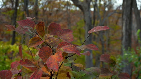 Hojas-De-Muffin-Viburnum-Azul-Meciéndose-En-Cámara-Lenta-Brisa-Otoñal