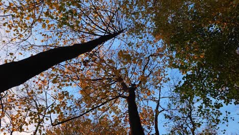 view of the autumn trees from the bottom up