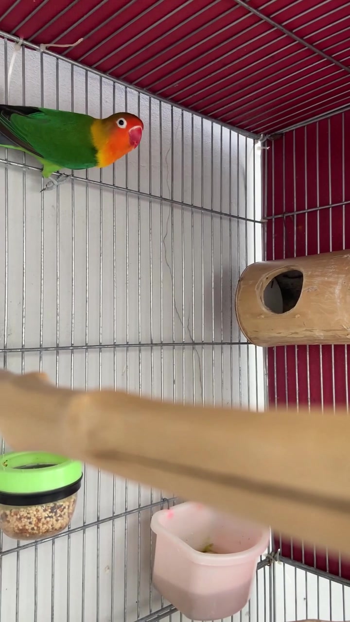 Fischer's Lovebird Perched and Flying Inside a Birdcage