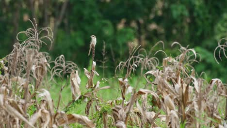 on top of a dried corn after the harvest looking around for its prey on a higher vantage point, brown shrike lanius cristatus, thailand