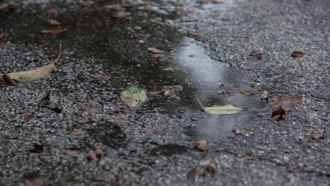 rain drops on the asphalt