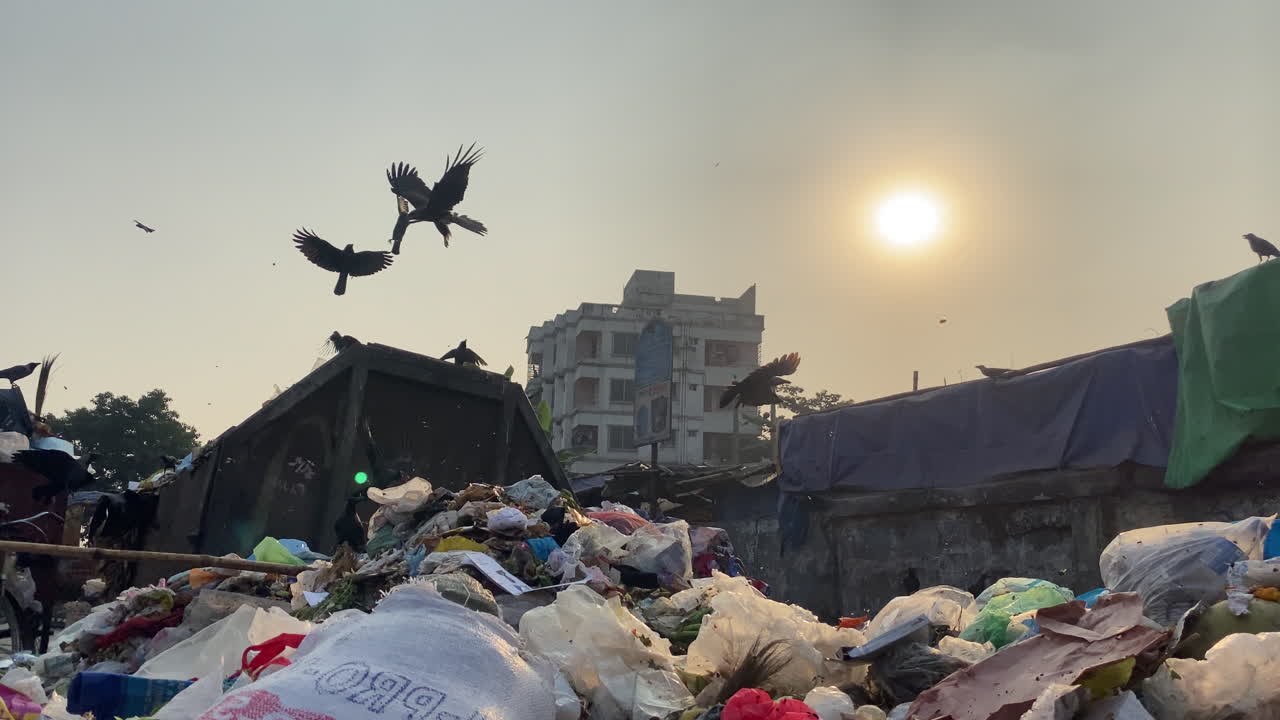 moscas en la basura sucia