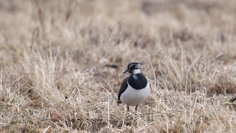 Lapwing-in-high-strong-wind-in-dry-grass-meadow