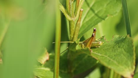 macro shot of a grasshopper on a plant