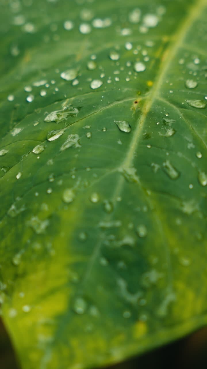 Close-up of a Leaf with Water Droplets