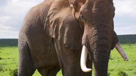 un toro de elefante africano con un colmillo aserrado o roto vagando por las praderas del parque nacional de elefantes addo