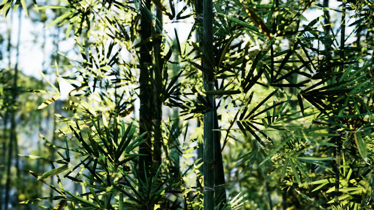 bosque de bambú a la luz del sol