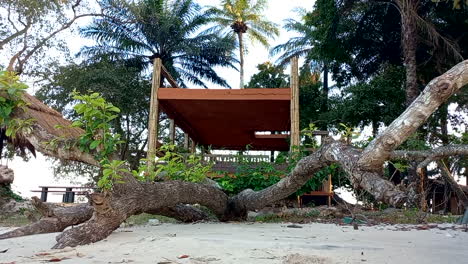 Am-Strand-Liegender-Baum-Mit-Kleinen-Trieben,-über-Einem-Holzsteg-Mit-Blick-Auf-Das-Meer,-Um-Afrikanische-Palmen-Herum,-Paradiesisch