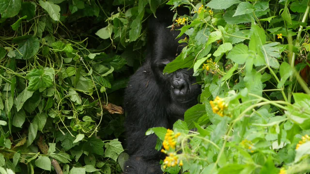 A close-up, 4K gimbal shot of an endangered head silverback mountain gorilla, peaking through thick brush among his natural jungle habitat, Bwindi Impenetrable Forest National Park of Uganda, Africa