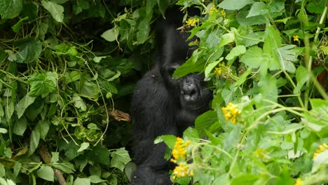 A-close-up,-4K-gimbal-shot-of-an-endangered-head-silverback-mountain-gorilla,-peaking-through-thick-brush-among-his-natural-jungle-habitat,-Bwindi-Impenetrable-Forest-National-Park-of-Uganda,-Africa