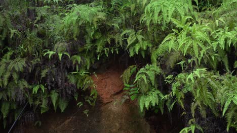 rain of meghalay in forest or hilly areas