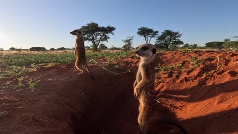 suricate meerkats basking in the early morning sunshine beside their burrow, scanning the area for danger in the southern kalahari