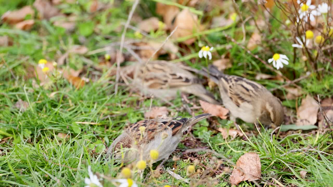 Chaffinches forage among autumn leaves and flowers at Lake Tekapo, captured in natural lighting with vibrant colors
