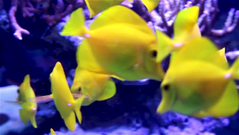 Gelbe-Tangfische,-Die-Im-Aquarium-Füttern