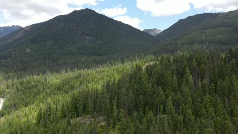 Flying-over-a-pine-forest-in-Washington-State,-USA