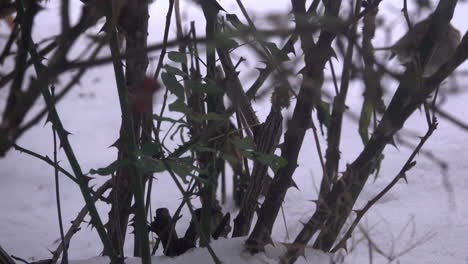 Rose-thorns-silhouetted-against-snow