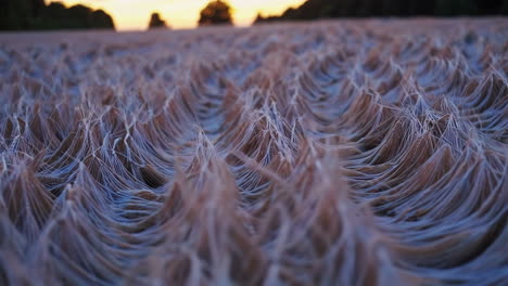 campo de trigo al amanecer o al atardecer