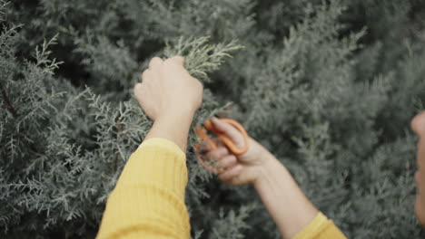 pruning a juniper shrub
