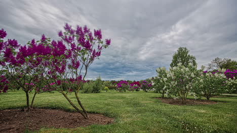 hermosas variedades de árboles lilas con flores moradas y blancas que crecen en un campo rural con fondo de cielo nublado
