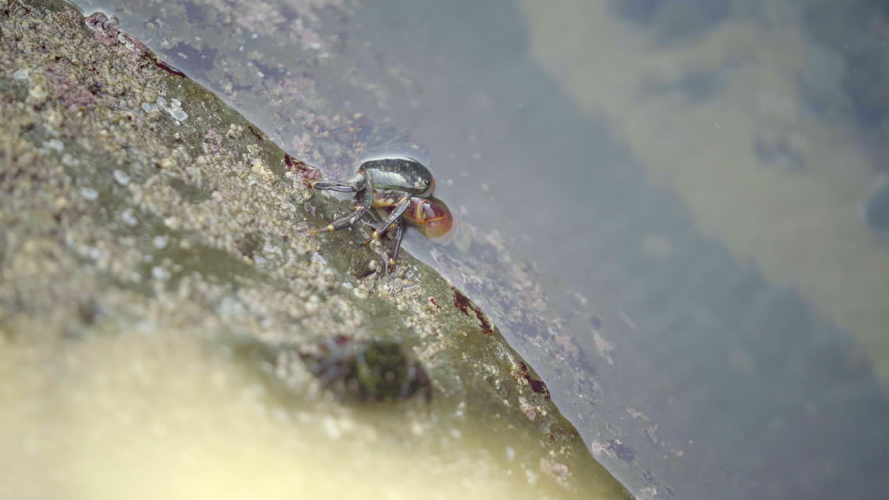 el cangrejo descansa mitad dentro y mitad fuera del agua