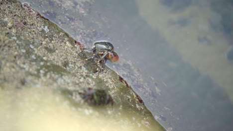 crab rests half in and half out of water