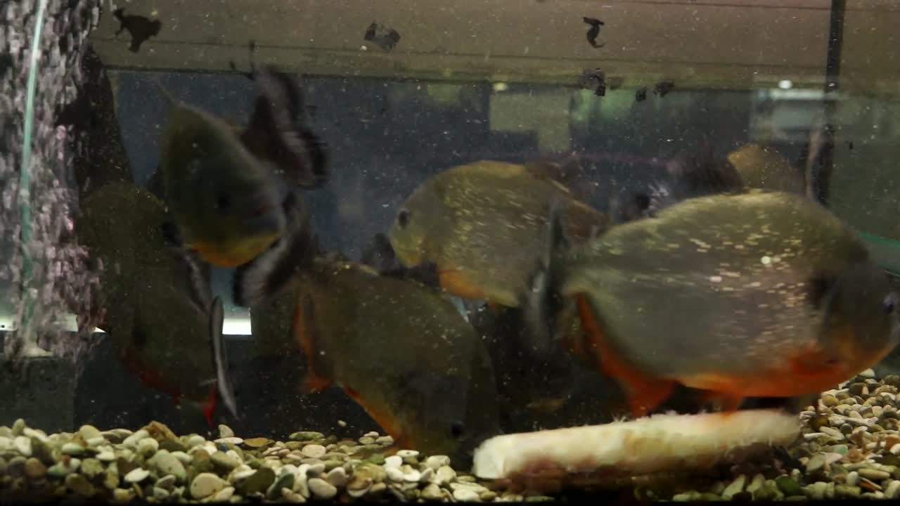 Group of Red Bellied Piranha being fed for research, Ichthyology