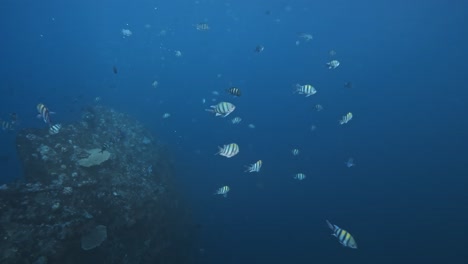 schooling of indo pacific sergeant fish abudefduf vaigiensis at bali tulamben