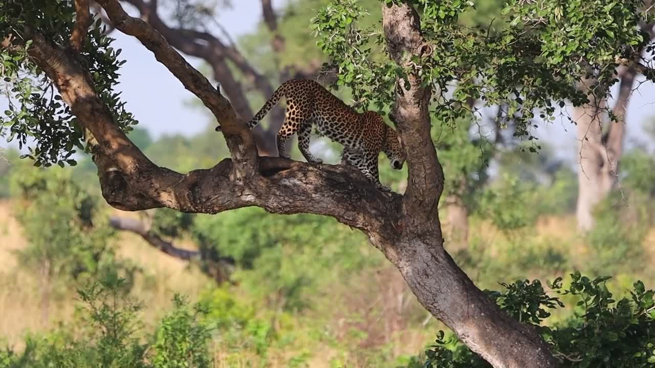 Majestic African leopard Panthera pardus climb down tree past kill, telephoto