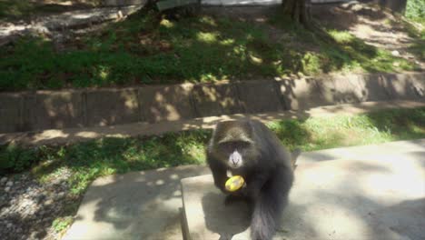 toma en cámara lenta de un mono azul agarrando un plátano de un turista en el punto de vista y aferrándose a él
