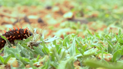 Pipevine-Schwalbenschwanzraupe-Im-Gras