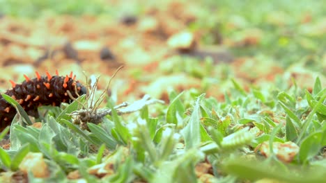 oruga de cola de golondrina en la hierba