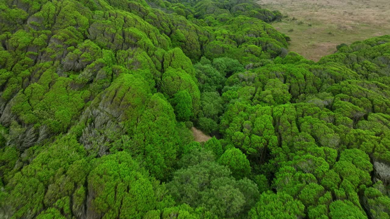 volando bajo sobre impresionantes tierras verdes mágicas, naturaleza virgen, san francisco