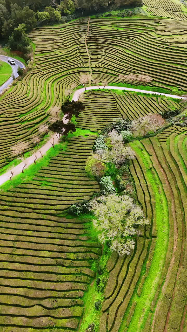 The Azores tea fields on the uneven rocky landscape. Drone footage above the picturesque tea plantations on the mountains. Vertical video.