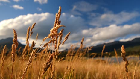 Nahaufnahme-Des-Natürlichen-Bio-organischen-Feldes-Gelber-Spitzen,-Die-Im-Wind-Schwanken