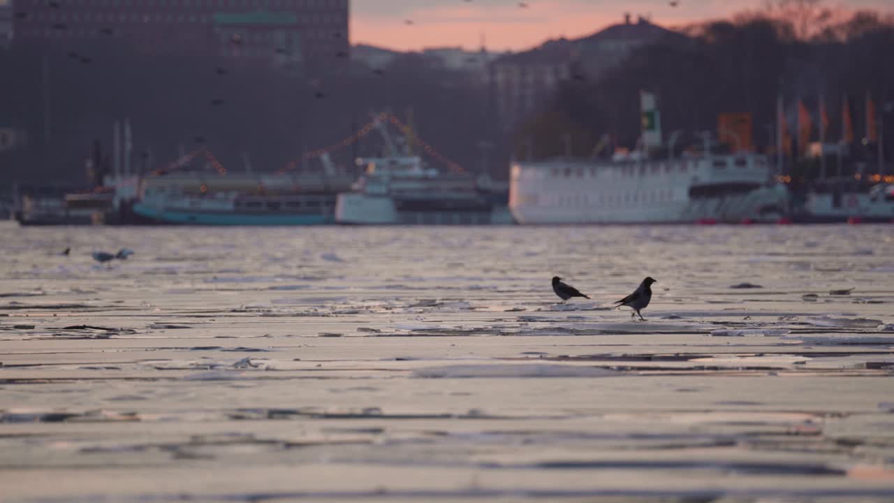 얼음 위 에 서 있는 두 마리 의 새 들 의 가까운 모습
