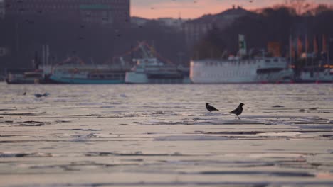 Cerca-De-Dos-Pájaros-Parados-Sobre-El-Hielo.